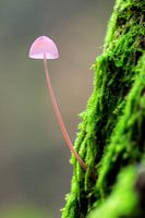 Roze paddenstoeltje op een mossige boom