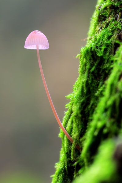 Roze paddenstoeltje op een mossige boom van Dennis van de Water