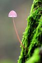 Roze paddenstoeltje op een mossige boom van Dennis van de Water thumbnail