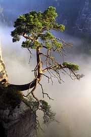 Basteikiefer von Jana Behr