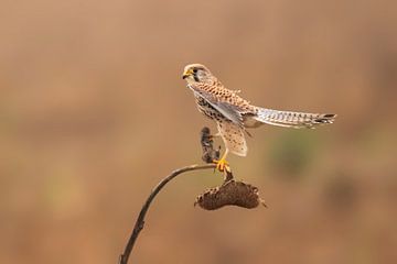 a female kestrel falcon (Falco tinnunculus) sits on a sunflower and holds its prey by Mario Plechaty Photography