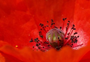 Rood hart van Monique Dijkgraaf