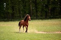 Paard