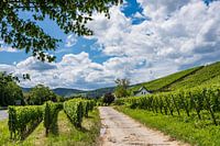 Vineyard