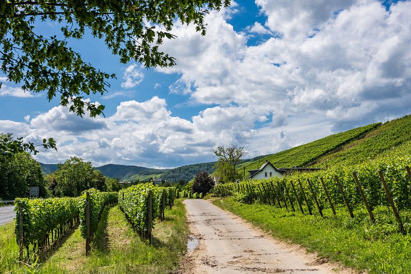 Vineyard by Heinz Grates