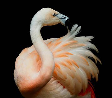 Beautiful! Bij een flamingo spat de schoonheid ervan af! van Marjon Woudboer