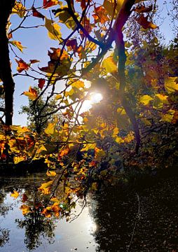 L'automne au Vondelpark d'Amsterdam. Le coucher du soleil. sur Marianna Pobedimova