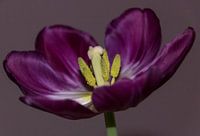 Perfectly flowering tulip