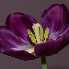 Perfect bloeiende tulp van Devlin Jacobs