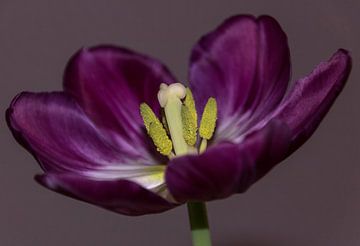 Perfekt blühende Tulpe von Devlin Jacobs