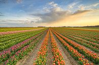 Tulpenveld in het Rijndistrict van Neuss van Michael Valjak thumbnail