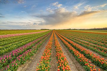 Tulpenveld in het Rijndistrict van Neuss van Michael Valjak