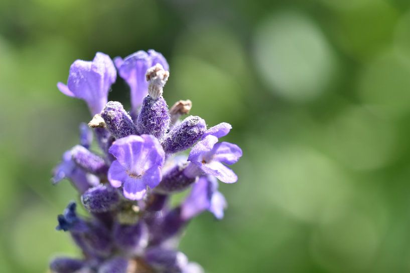 Lavender close up by Shutterbalance