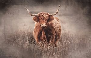 Schottischer Highlander in der Landschaft von Drenthe