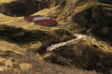 The shepherd and his flock by Nathan Marcusse