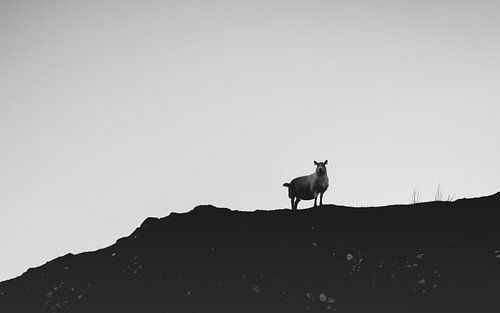 De schapen van de Schotse Hooglanden. Silhouetten Panorama