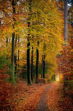 Path through a Beech tree forest during the fall by Sjoerd van der Wal Photography