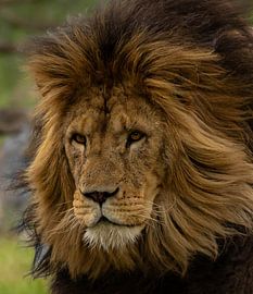 Nahaufnahme Löwe von Wouter Van der Zwan