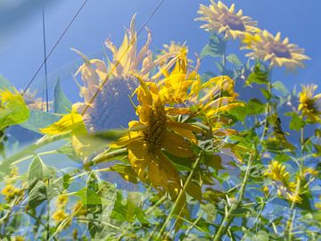 Sunny days 5 van Willy Backhaus