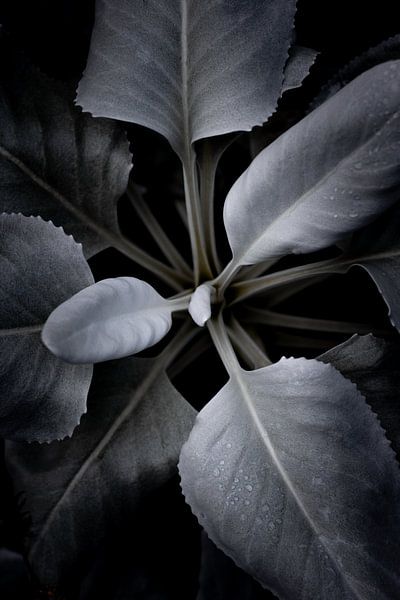 Beauté par Foto Studio Labie