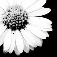 Bloem zwart-wit links uitgesneden