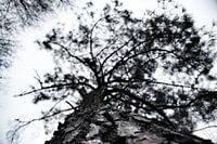 tree from frog perspective