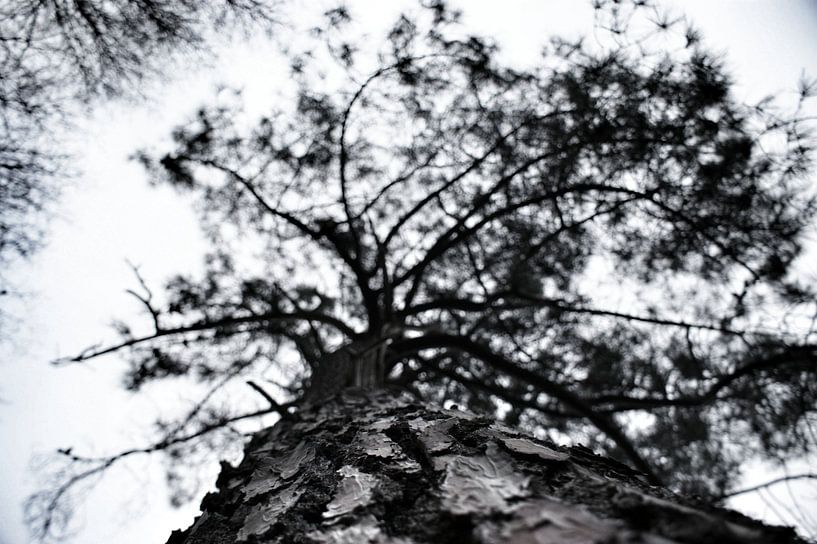 tree from frog perspective by Teun Gerritsen