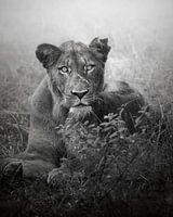 A Young Lion's Connection
