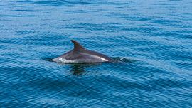 Dolphin in the bay of Setúbal in Portugal