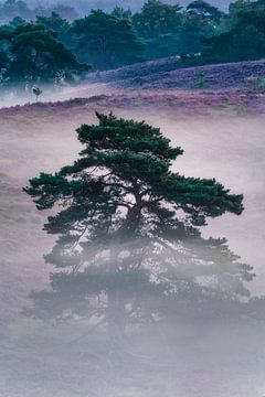 The lone tree by Loris Photography