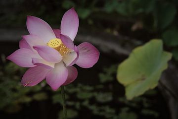 Tirta Gangga, Karangasem, Bali, Indonésie - 24 décembre 2019 : Une belle fleur de lotus rose en flor sur Anges van der Logt