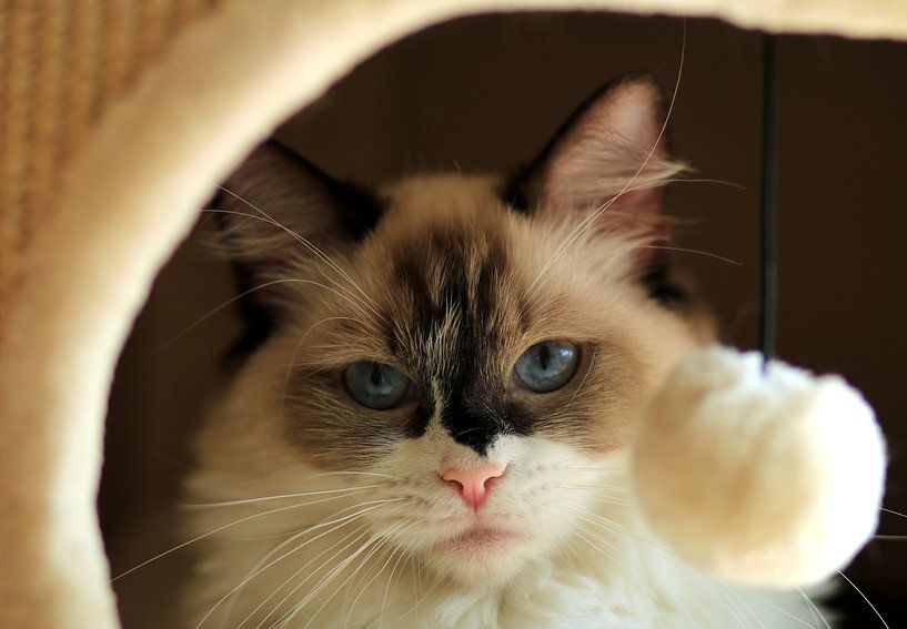 Ragdoll poesje Gwen in een krabton by Corry Husada-Ghesquiere
