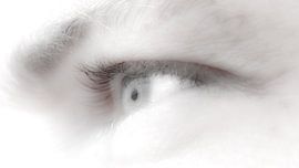 Eye by Monique Struijs