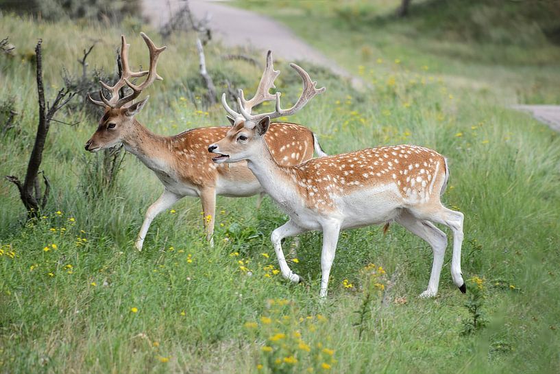 Deer by Wilna Thomas