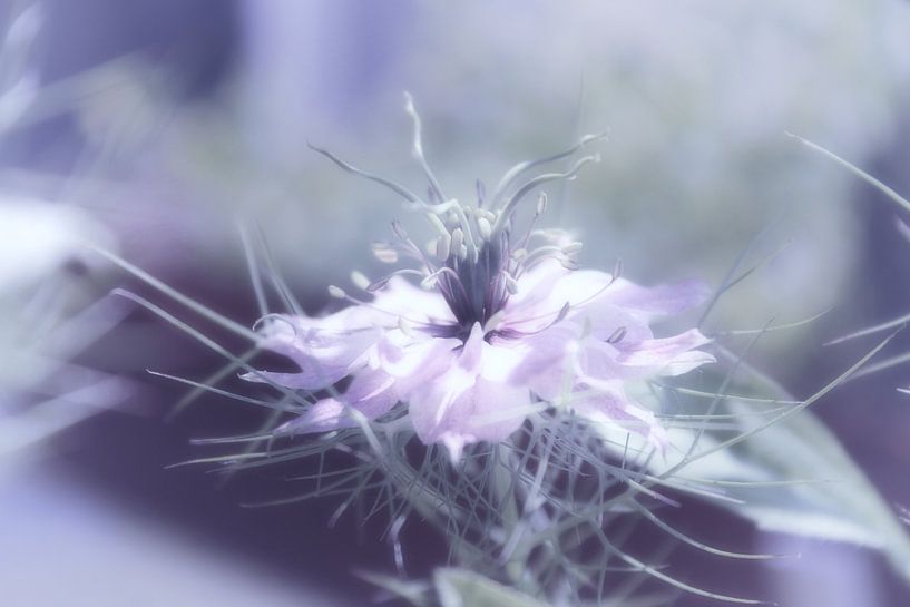 Nigella damascena by Dagmar Marina