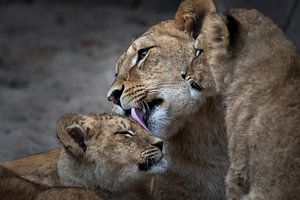 Tigermutter leckt ihr Junges