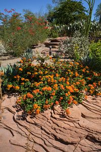 Cactus Garden, Henderson, Nevada, USA