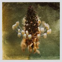 Plantain flower