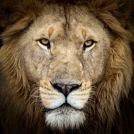 Nahaufnahme Löwenkopf von Stories by Dymph