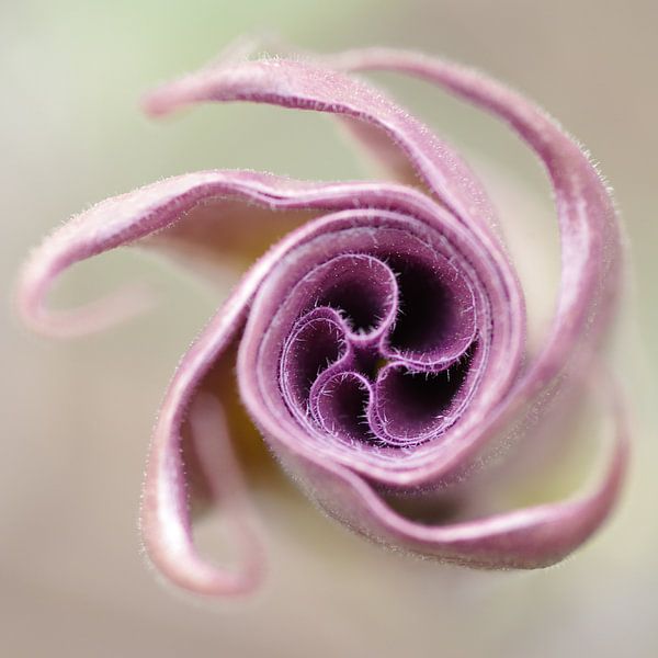 Spirale de fleurs I par Steffi Hommel