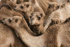 Groepsfoto van alpaca’s van Markus Gann