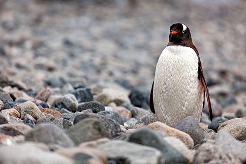 De ezelspinguïns van Antarctica
