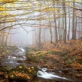 Herbst im Ilsetal von Daniela Beyer