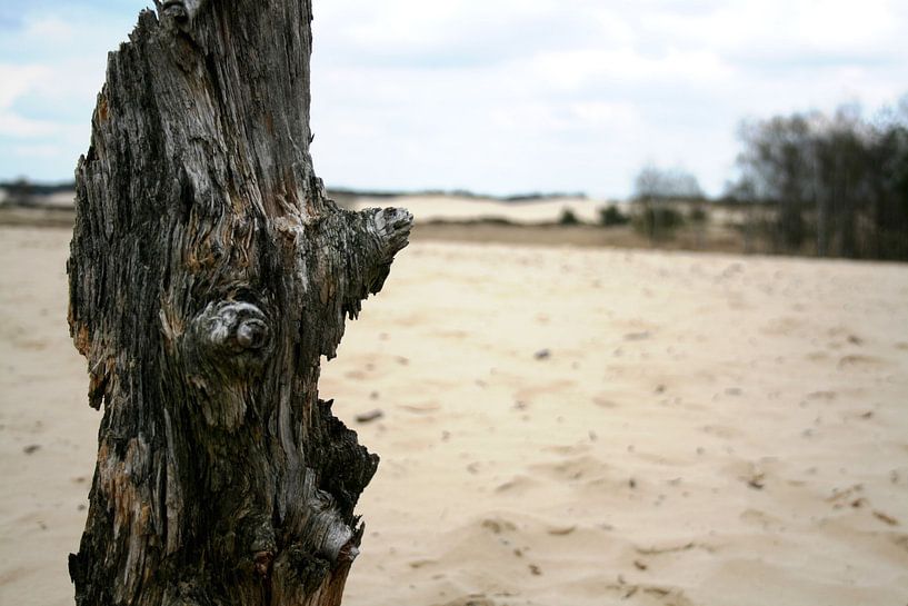 Op de heide von Marjolein Koster