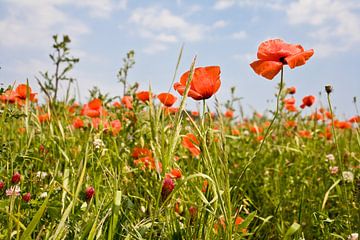 Coquelicot sur Jim van Iterson