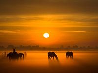 Chevaux de brume