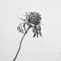 Uitgebloeide bloem Cosmea