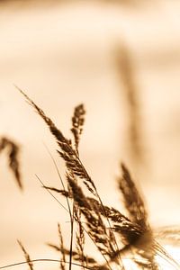 Gras, fotografiert mit Gegenlicht