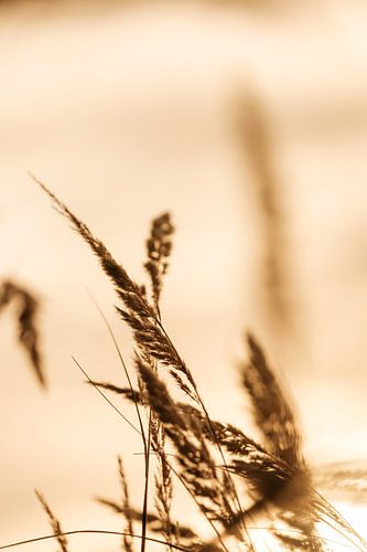 Gras gefotografeerd met tegenlicht