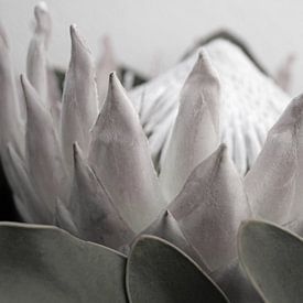 Protea 8 sur Carla Mesken-Dijkhoff